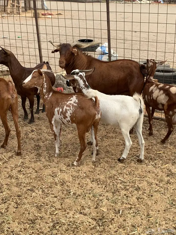 للبيع معزا جنوبية (تم البيع 3