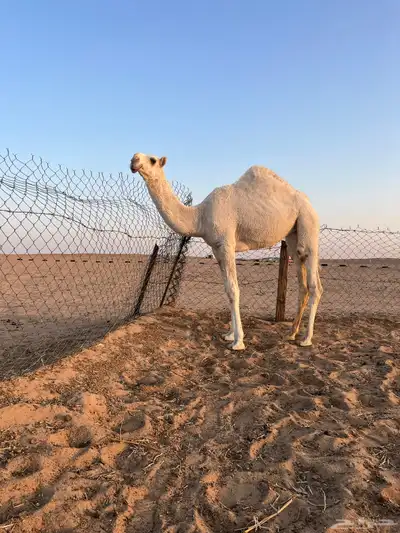 حواره رمانيه للبيع 0