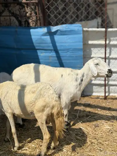 ضان ولد 6 معها 5 index