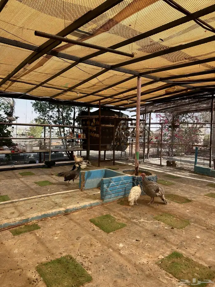 ايواء فندقه ومكان لجميع الحيوانات 3