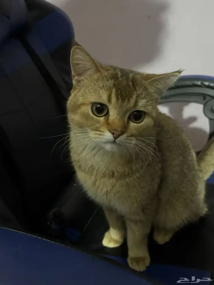 قط بريطاني قولدن شورت هير (Golden British Shorthair) 0