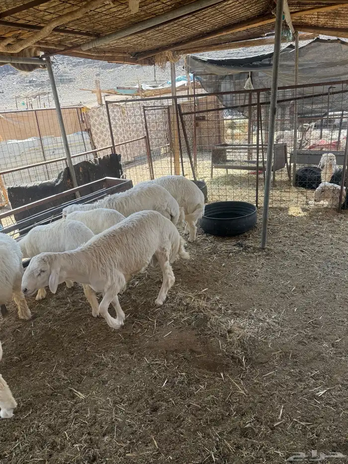 طليان. والتيوس ذبايح. 33