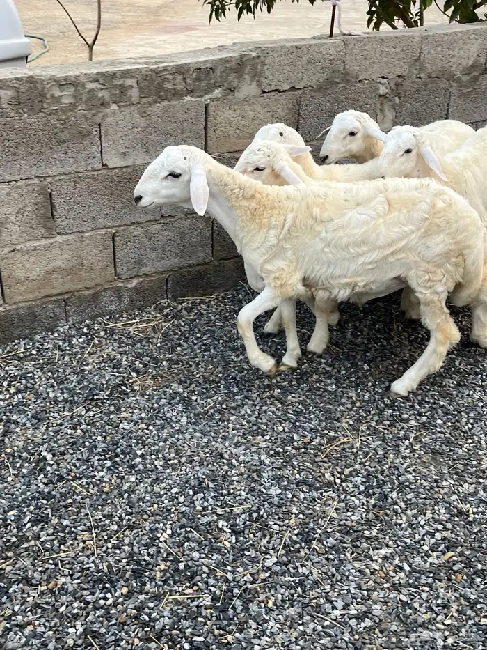 خرفان حريات 0