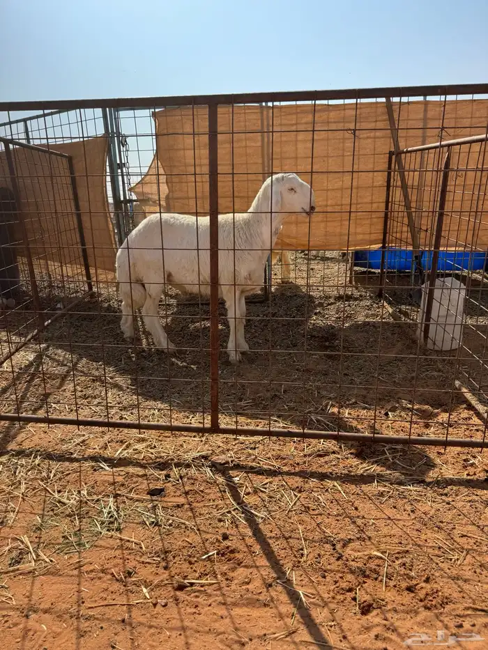 خرفان حبص العدد 8 2