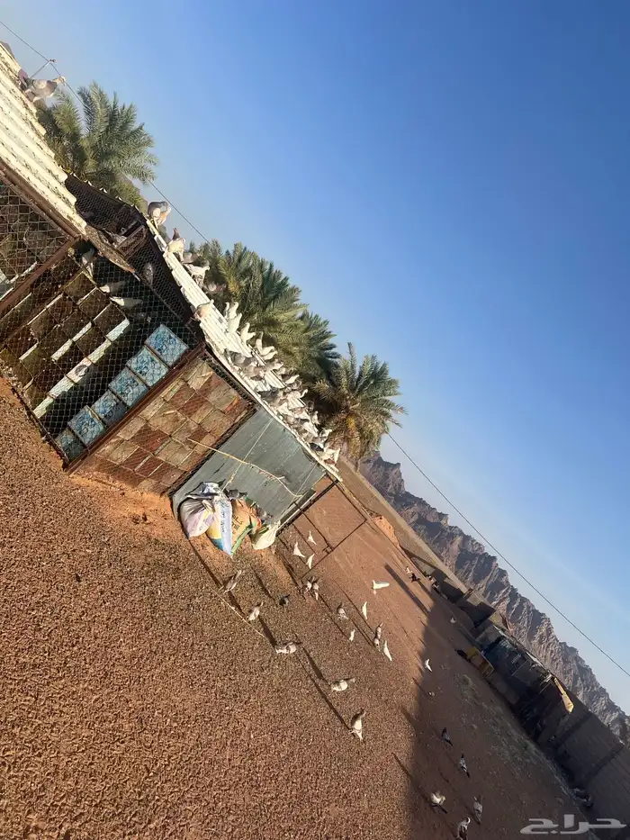 حمام فرنسي للبيع 0