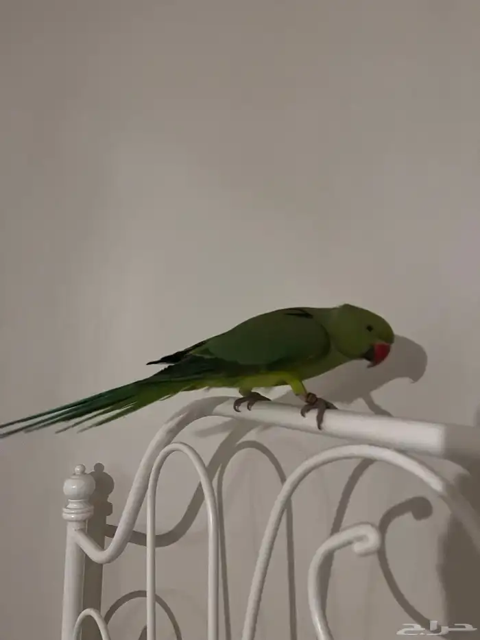 ببغاء الدره للبيع 0