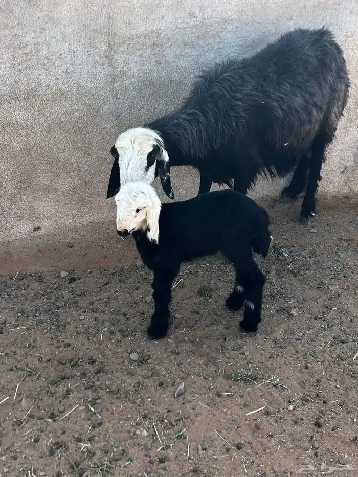 (تم البيع تم البيع ) 3