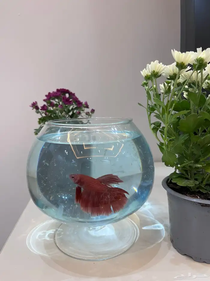 سمك الفايتر 1