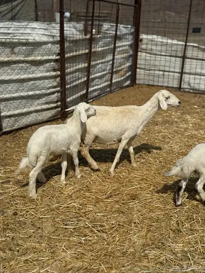 ضان ولد 6 معها 5 index