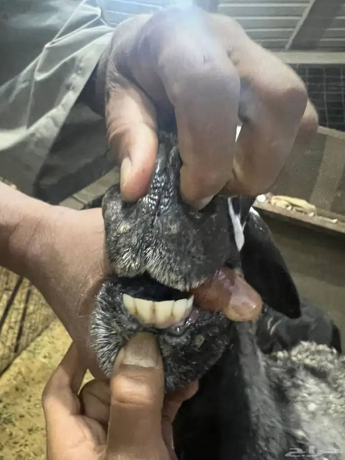 ساكنيه دافع 1