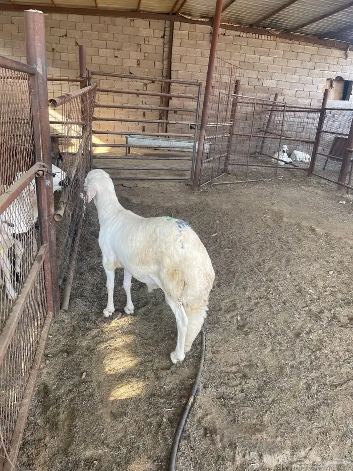 خروف للبيع 2