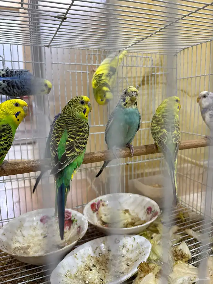 طيور للبيع 1