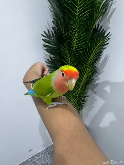 طير روز عمر8شهور على كلاام رعيه اول طير مشروط الجنس مجهول index