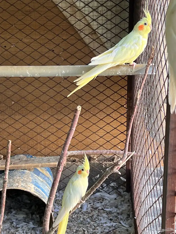 طيور مشكله للبيع 3