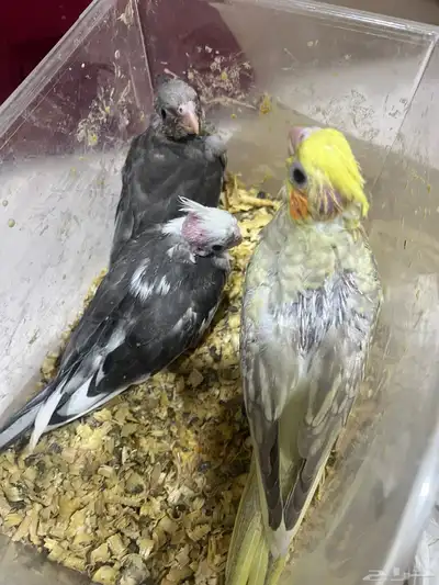 للبيع فروخ كروان غر index