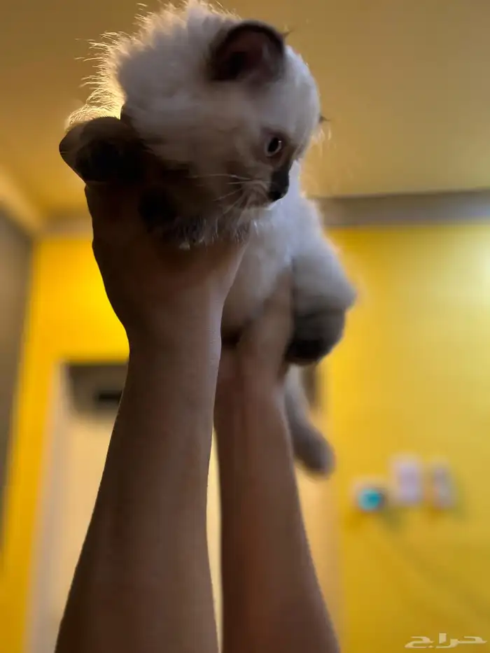 قطوتين للبيع 2