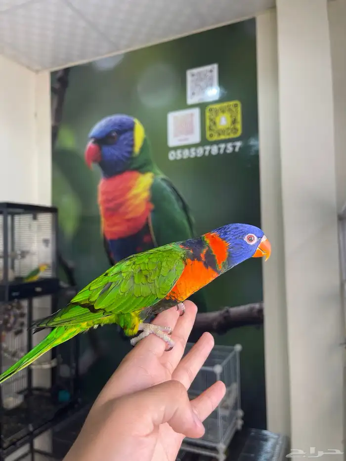 انثى لوري اليفه و منتجه تم البيع 4