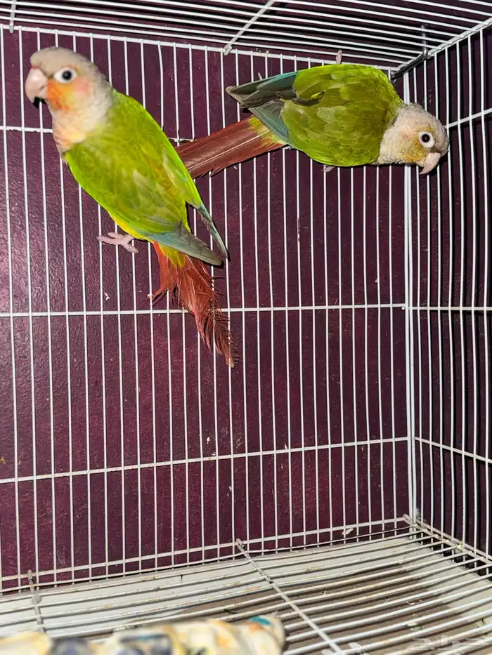 للبيع حبتين كنيور مجهول الجنس السوم من 500 البيع بدون ملحقا 3