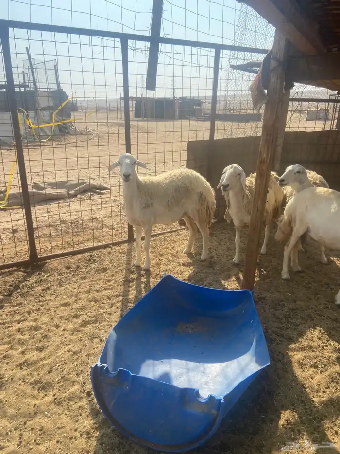 ضان مراح واحد. طيبات. 2