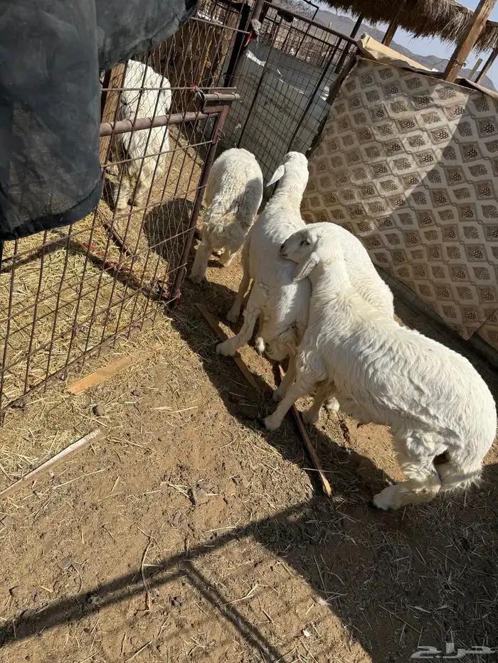 طليان. والتيوس ذبايح. 12