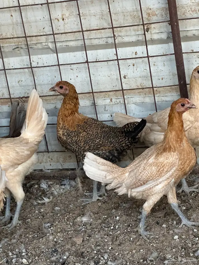 دجاج فيومي اورنج 7