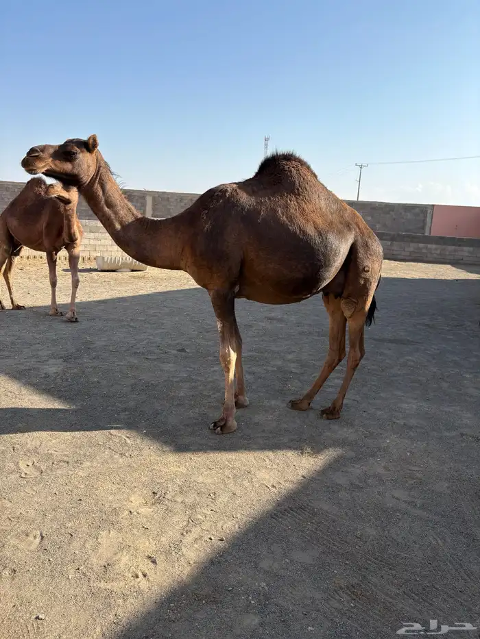 خلفتين سواحل مصاغير كفووو 5