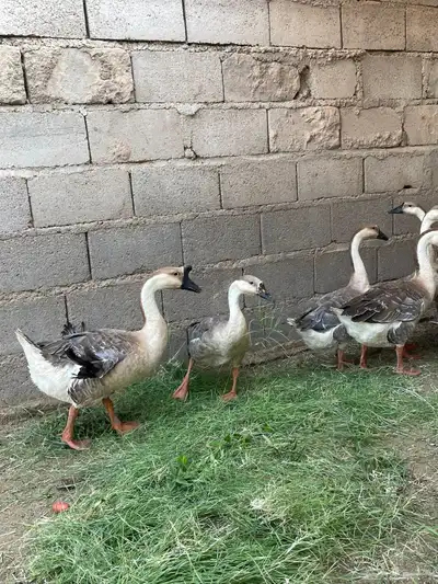 وز عراقي index