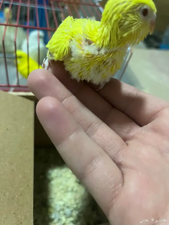 فرخ طيورحب الالوان ابيض واصفر والعيون حمر وصحت الطير طيبه 1