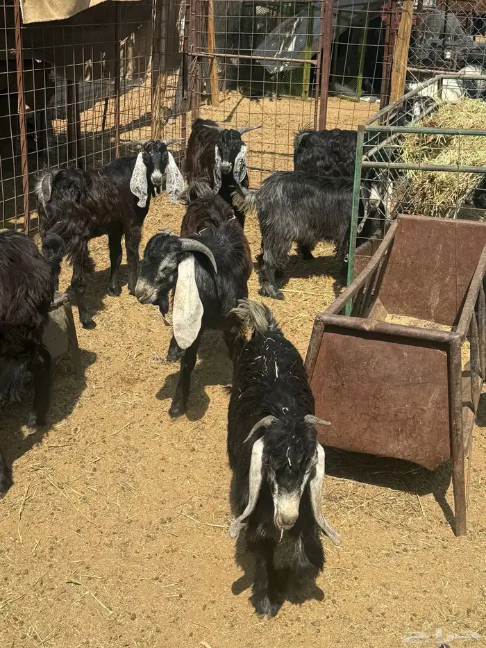 طليان. والتيوس ذبايح. 21