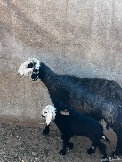 انعجه نجديه تحتها رخله index