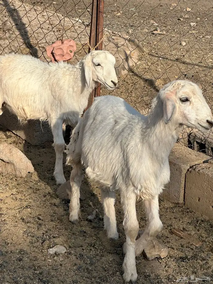 خروفين تربيه 3