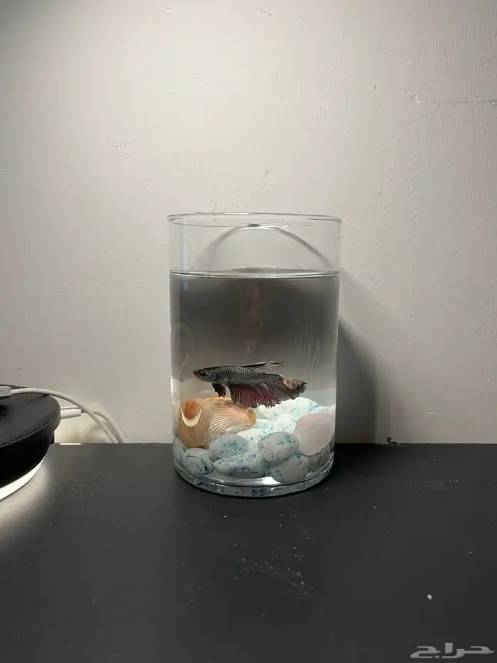 سمكة فايتر 0