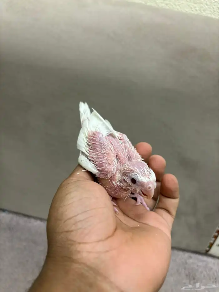 فروخ كروان البينو و لاتينو 4