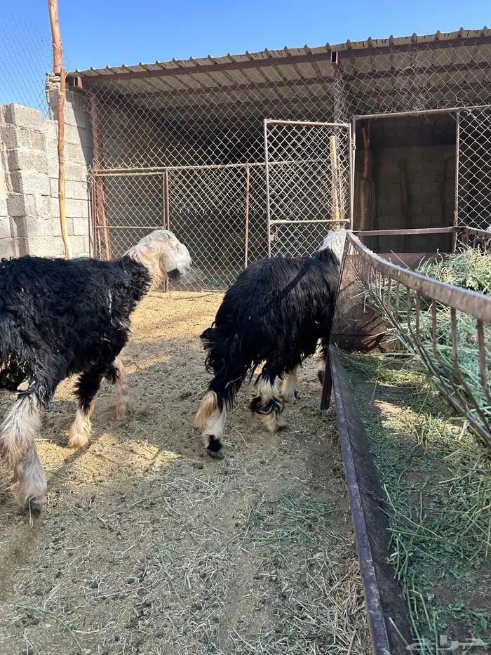 6 خرفان طيبات جذعات 1