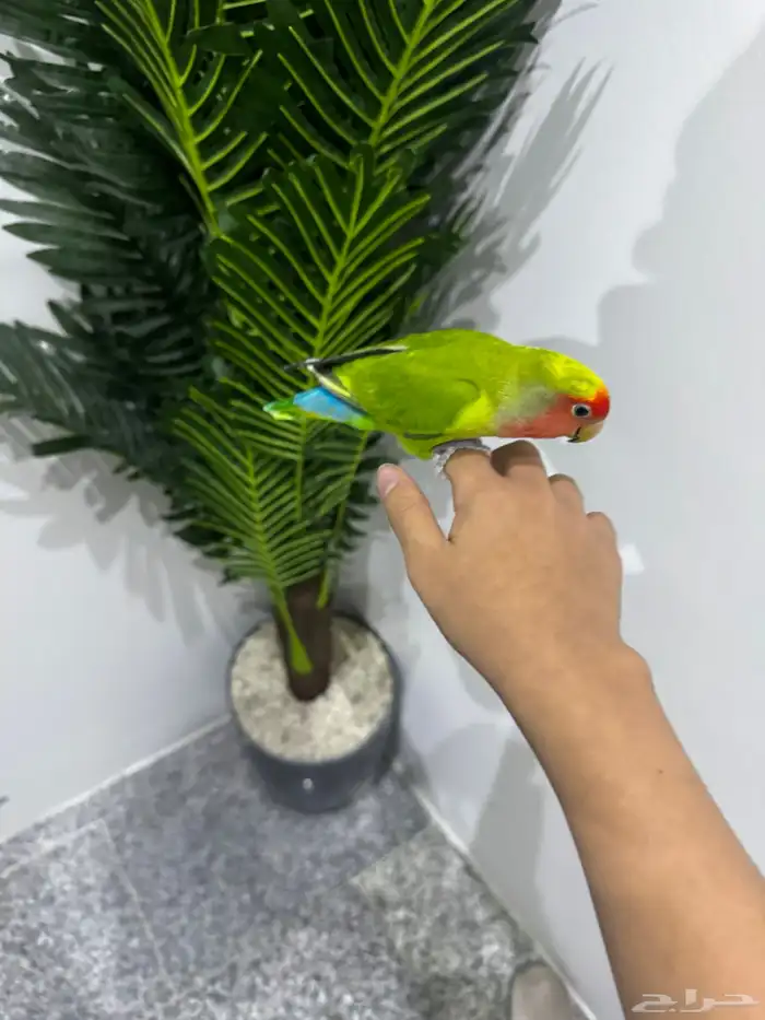 طير روز عمر8شهور على كلاام رعيه اول طير مشروط الجنس مجهول 1