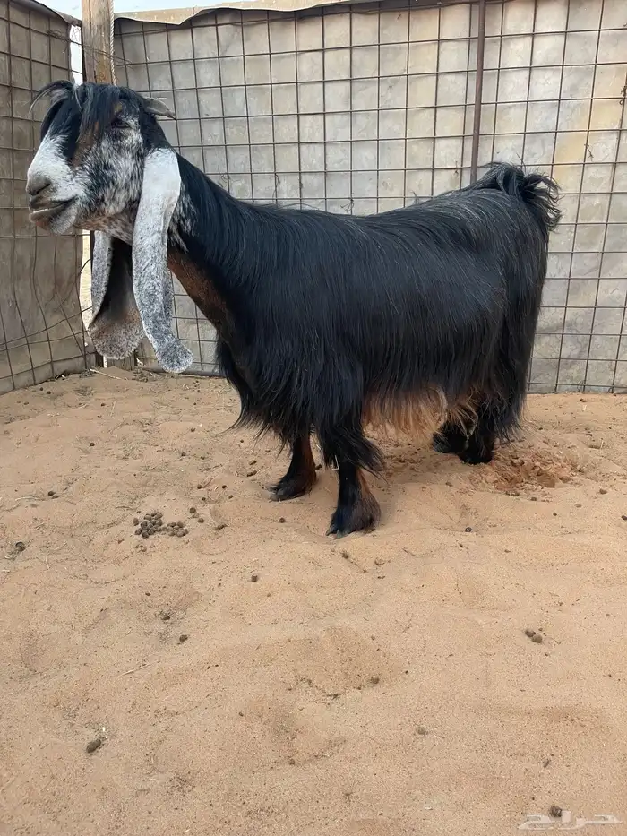 عرض بيع معزاء عوارض صنف 3