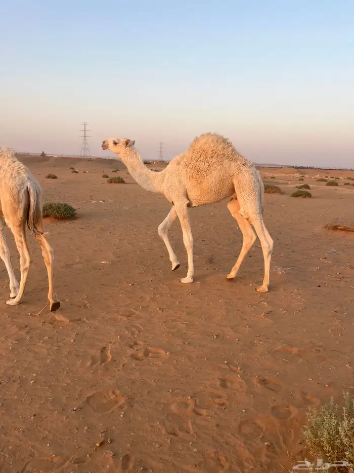 قعود قصب حاشي لباني وسمين 0