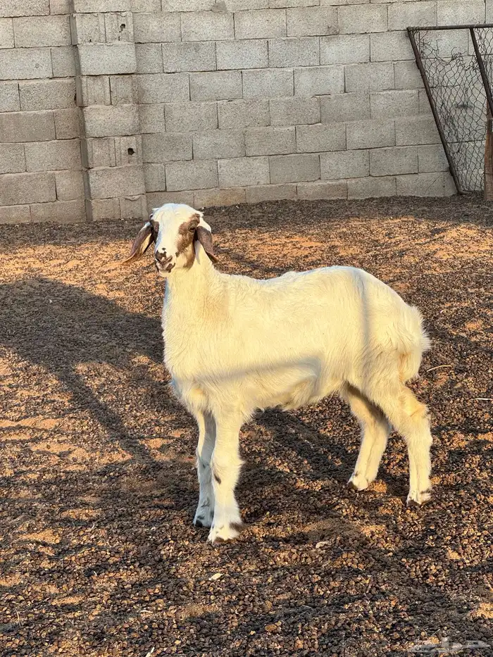 للبيع خروف حري مغلق شحم 0