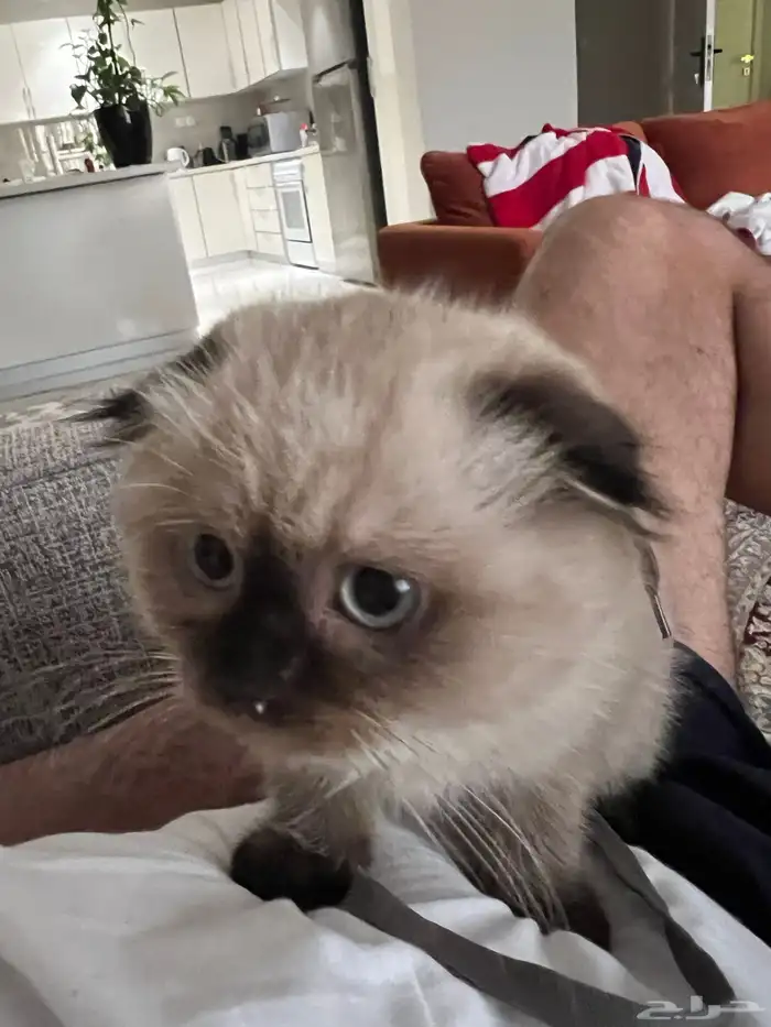 قطوة همالايا سكوتش اصلي انثى انثى 2