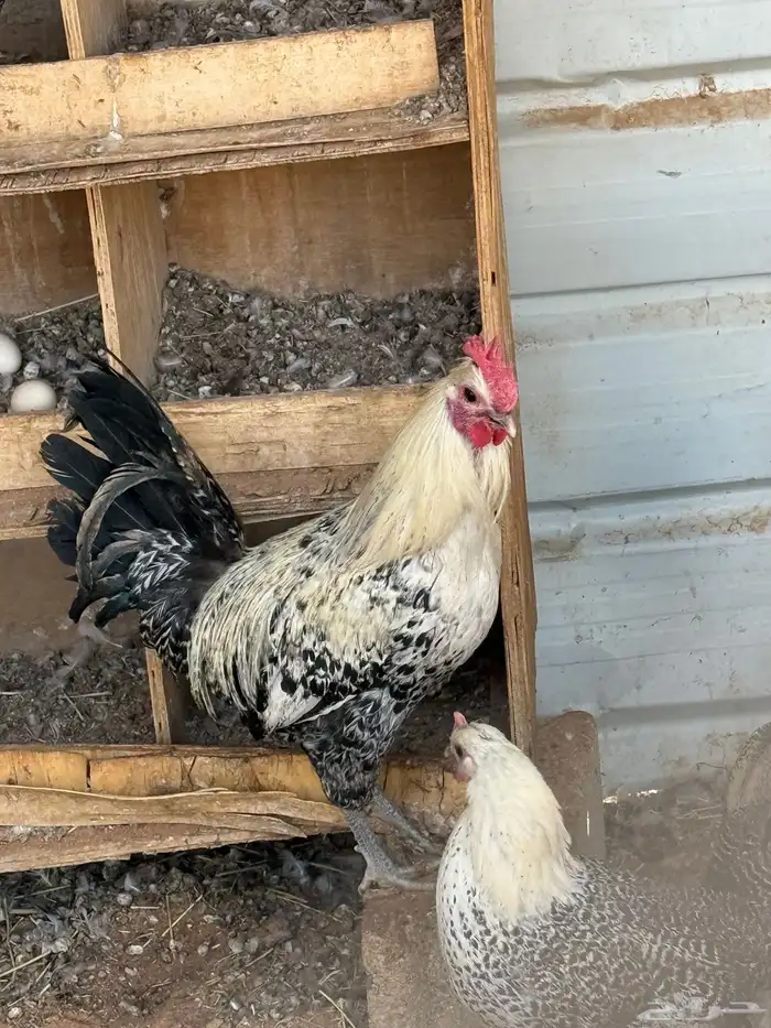 ديكه فيومي العدد3 1