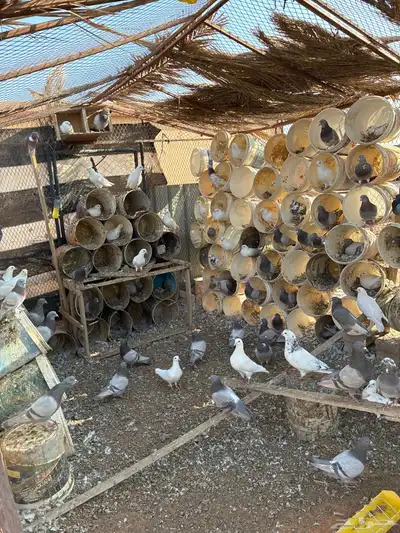 للبيع حمام سلفر سوبر جامبو index