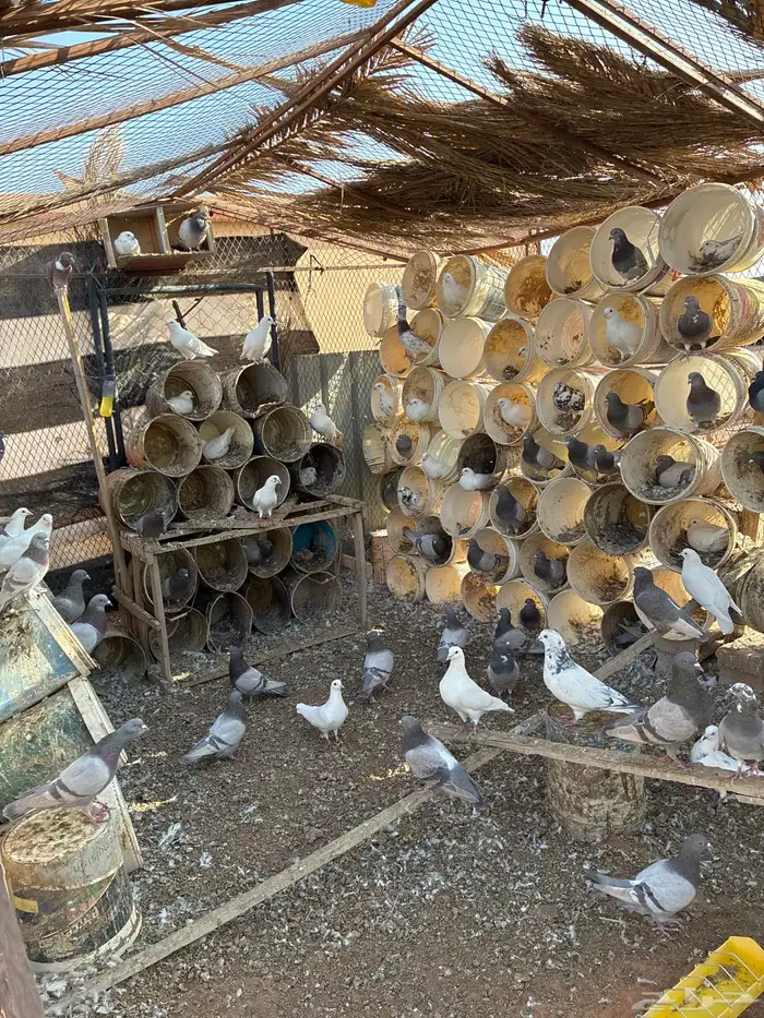 للبيع حمام سلفر سوبر جامبو 0