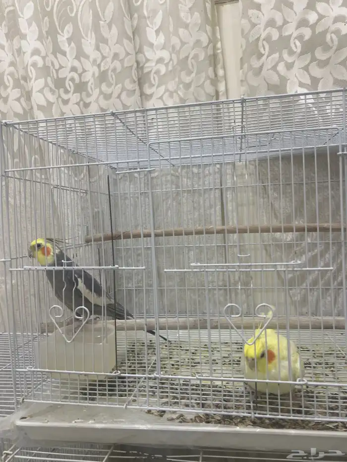 عدد 14 طير كروان للبيع جميع مع اقفاصهم و اكلهم و البياضات 4