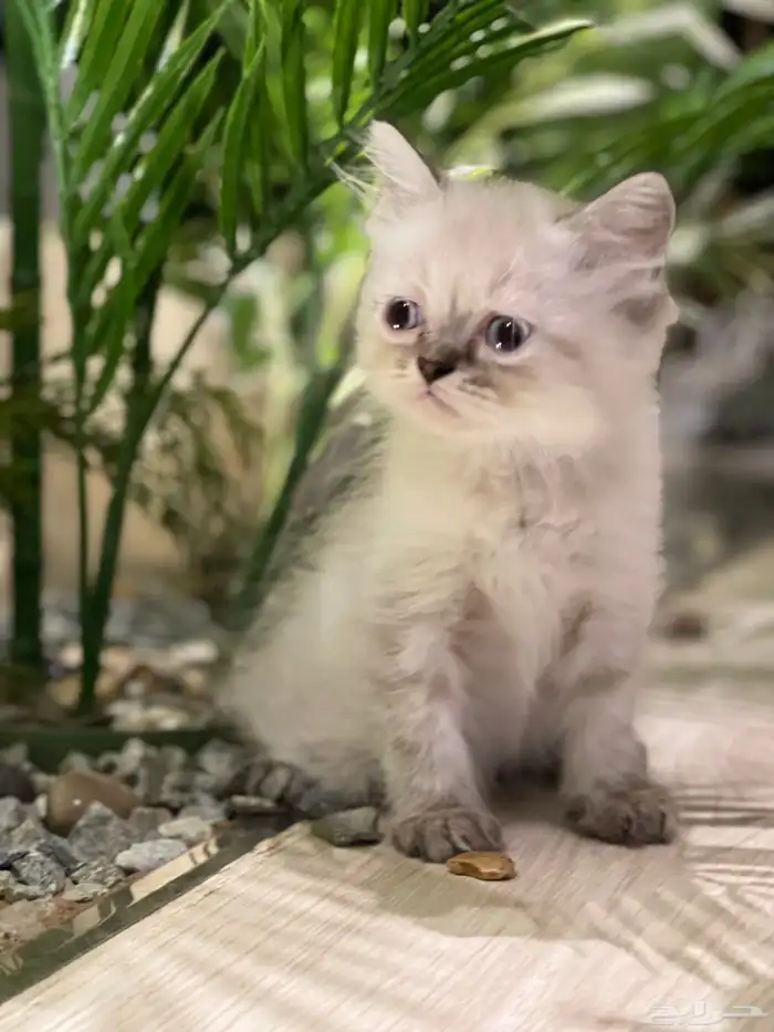 قطط هملايا بيوور 6