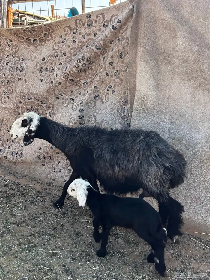 (تم البيع تم البيع ) 0