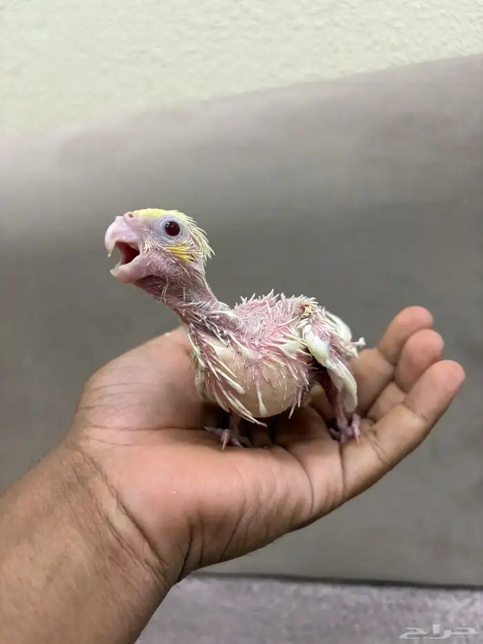 فروخ كروان البينو و لاتينو 1