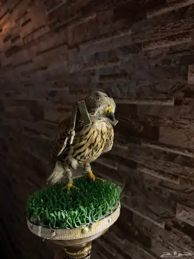 طير بأشق للبيع index