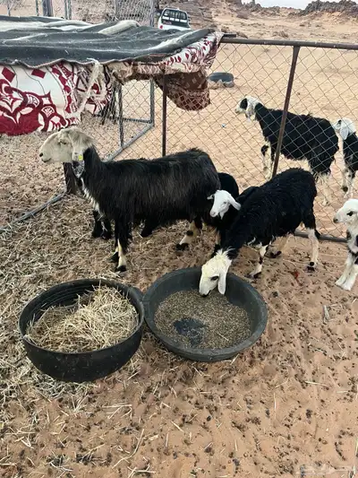 نعاج ولد 3 index