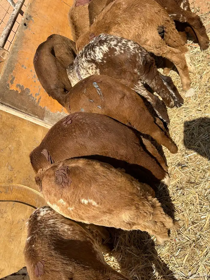 سواكنيات ورفيديات عمر 4 شهور مرابي 41