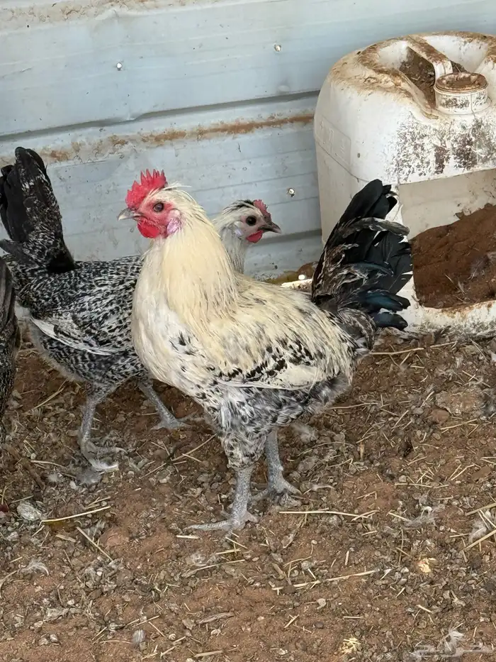 ديكه فيومي العدد3 4